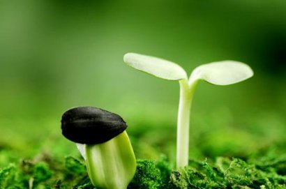 生物有機肥料施用后都有哪些作用