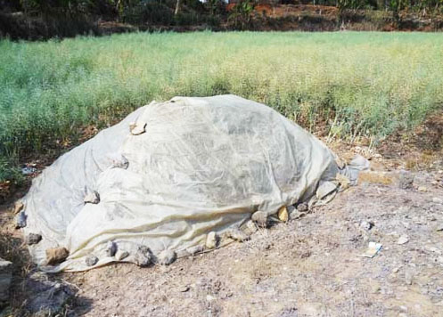 豬場糞肥利用的方式都有哪些？