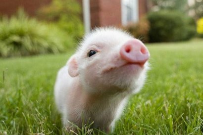 養豬場糞肥利用的方式分別適用于怎樣的豬場？