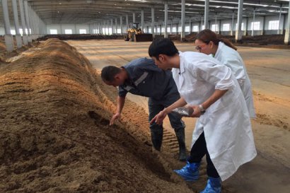 雞糞堆肥發(fā)酵制作有機(jī)肥的方法及注意事項(xiàng)