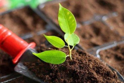 發(fā)酵雞糞制作有機(jī)肥時需要注意哪些？