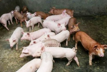 使用幾噸豬糞可以生產一噸豬糞有機肥？