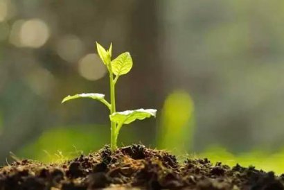 使用幾噸牛糞可以生產一噸牛糞有機肥？