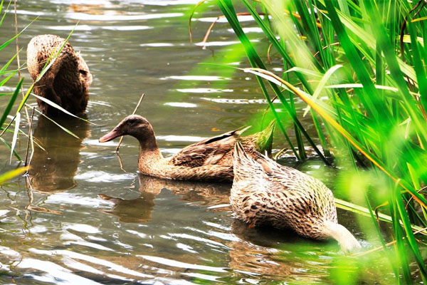 養(yǎng)鴨場的鴨糞處理方法：好氧型堆肥發(fā)酵處理
