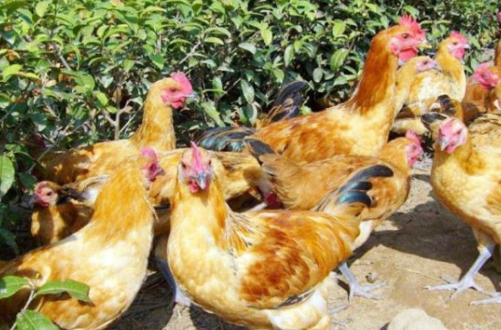 雞糞堆肥發(fā)酵有機肥料技術！