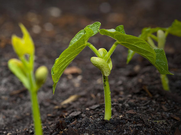 雞糞不經過發酵處理可以用做有機肥料嗎？